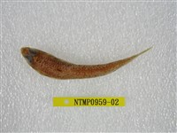 藏品(鬚棘吻魚)的圖片